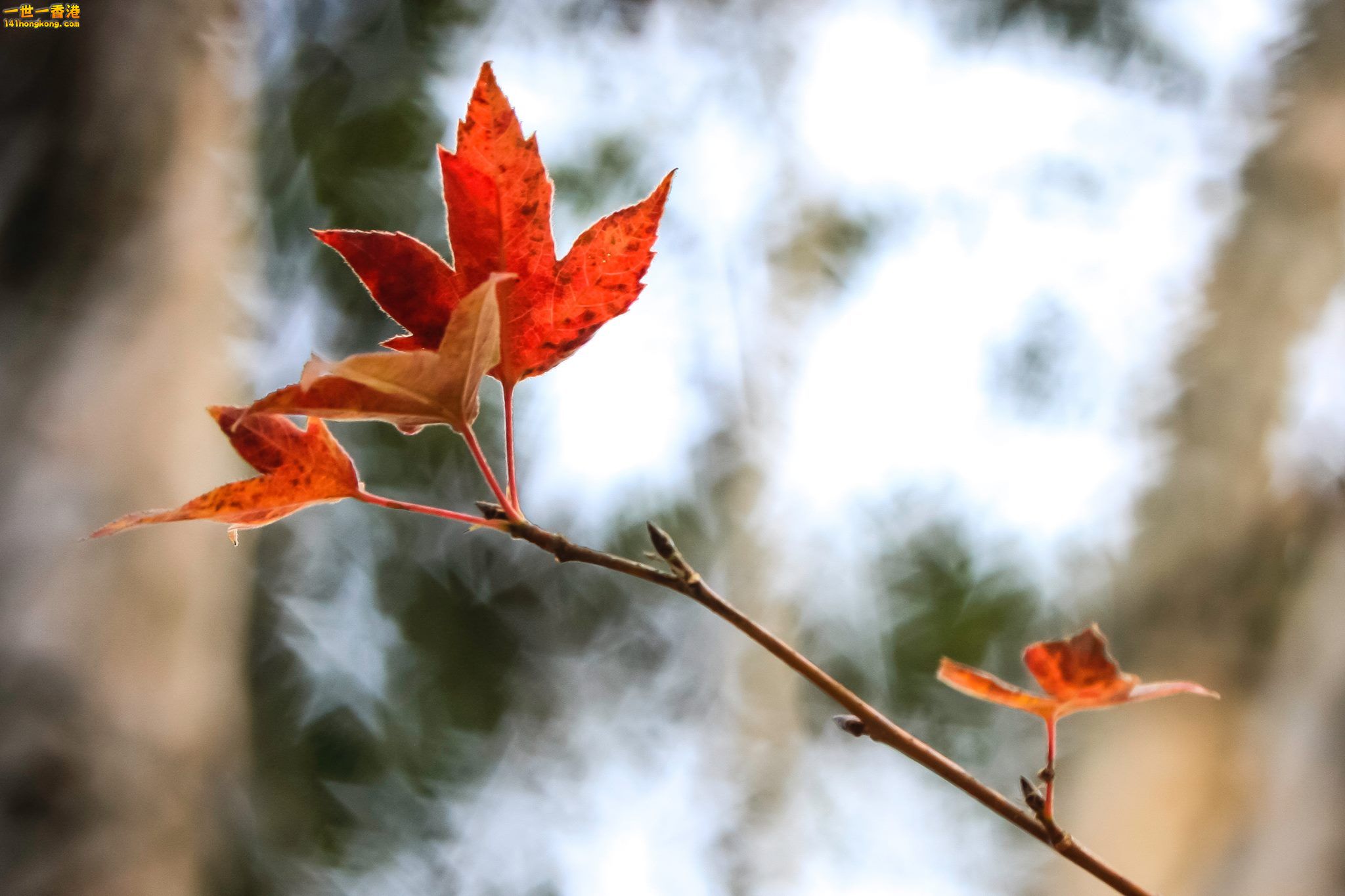 紅荼 星.jpg