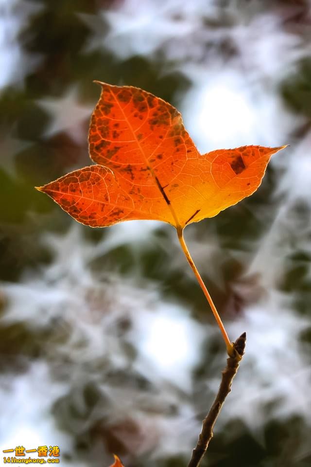 紅荼 星_03.jpg