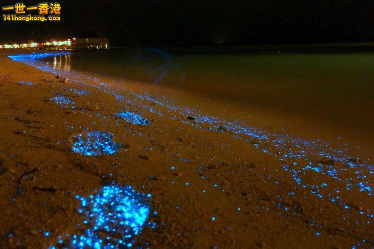 bioluminescent-phytoplankton-looks-like-ocean-stars-65550-750x500.jpg