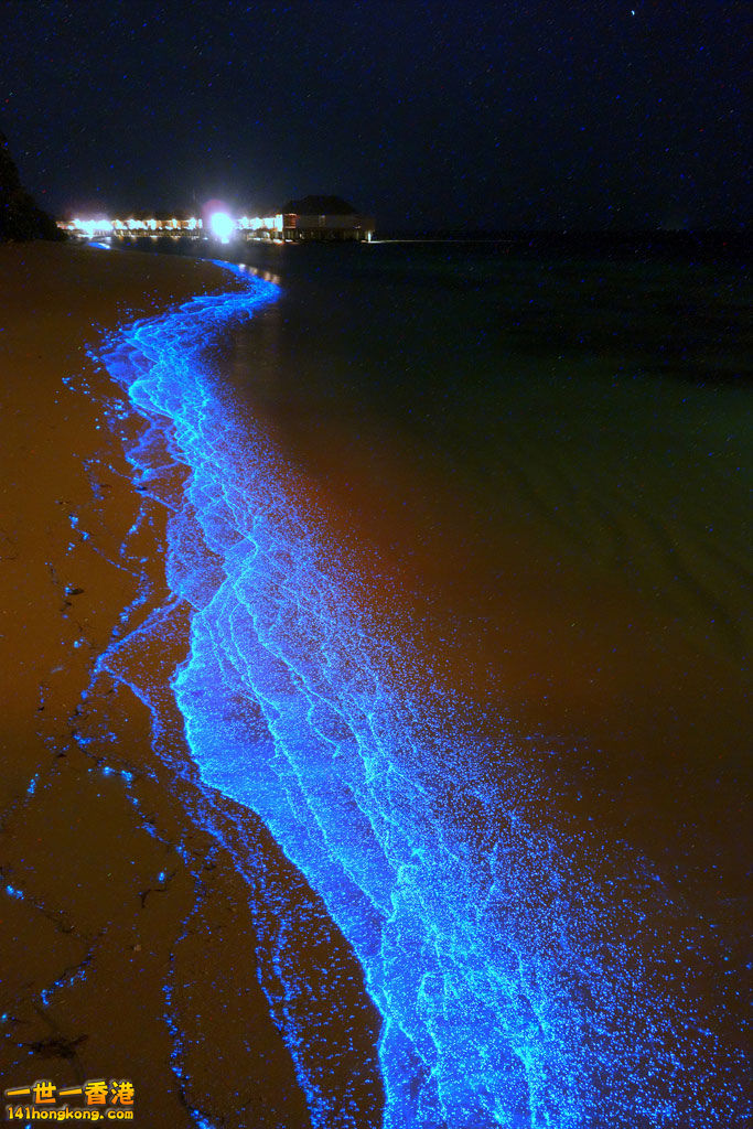 bioluminescent-phytoplankton-looks-like-ocean-stars-92815.jpg