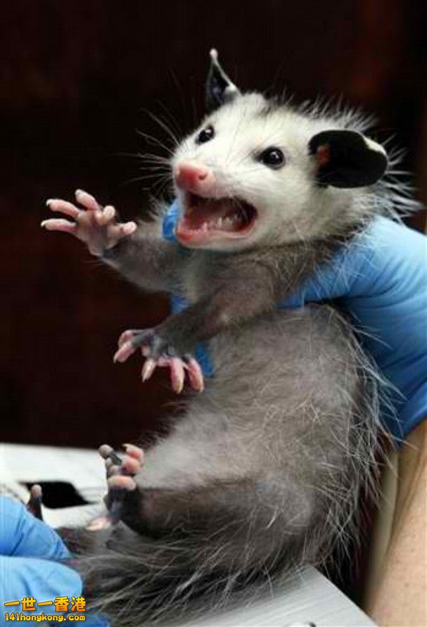 possum_t607.jpg