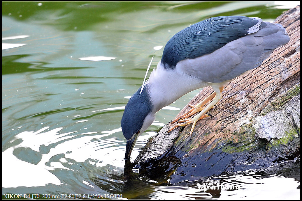 DSC_0165.jpg