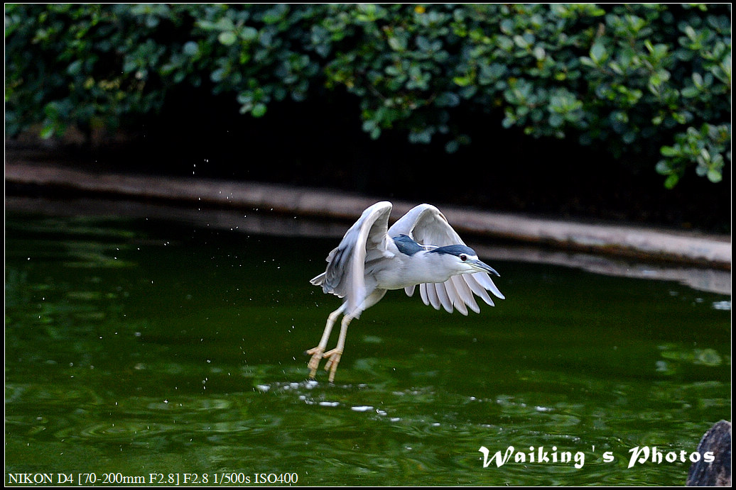DSC_0230.jpg