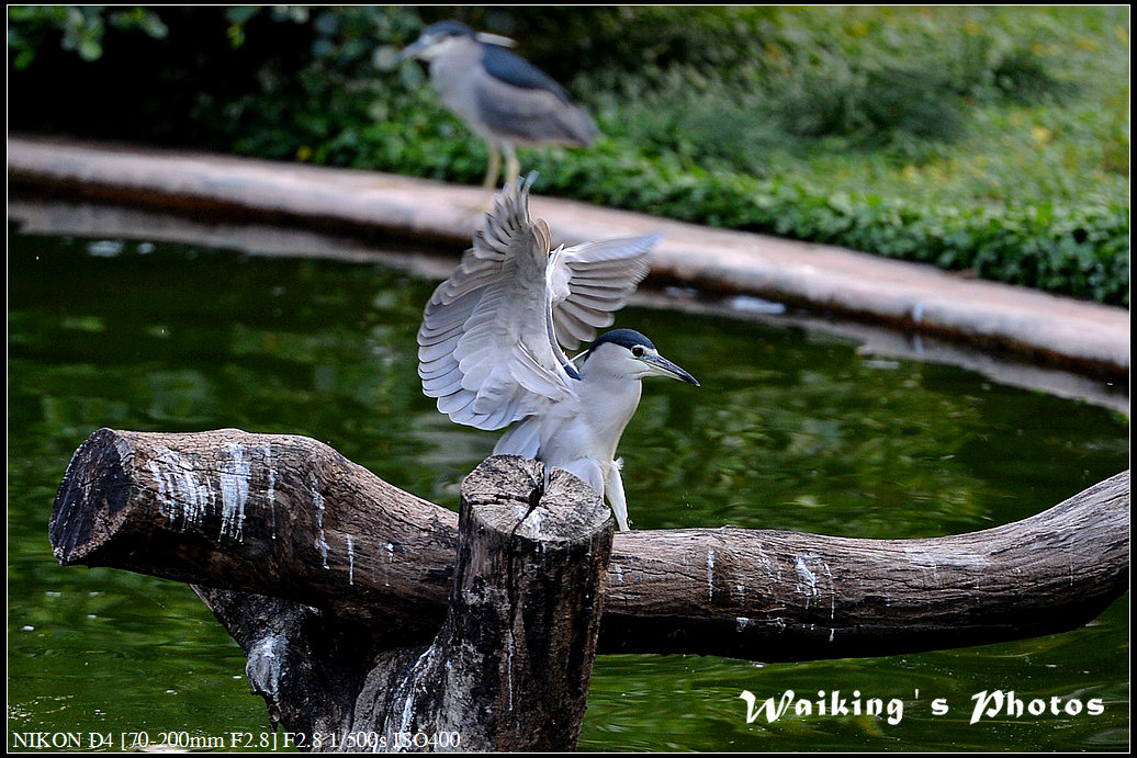 DSC_0233.jpg
