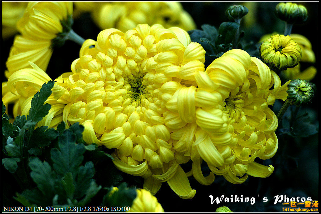 flower.jpg