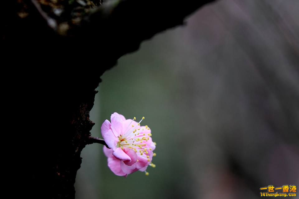 嘉道理_03.jpg