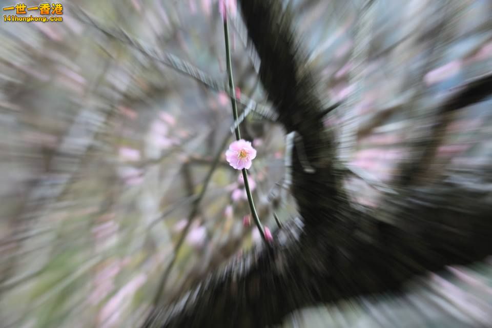 嘉道理_07.jpg