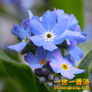 forget-me-not-2.jpg