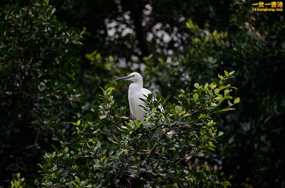 nEO_IMG_DSC_5949.jpg