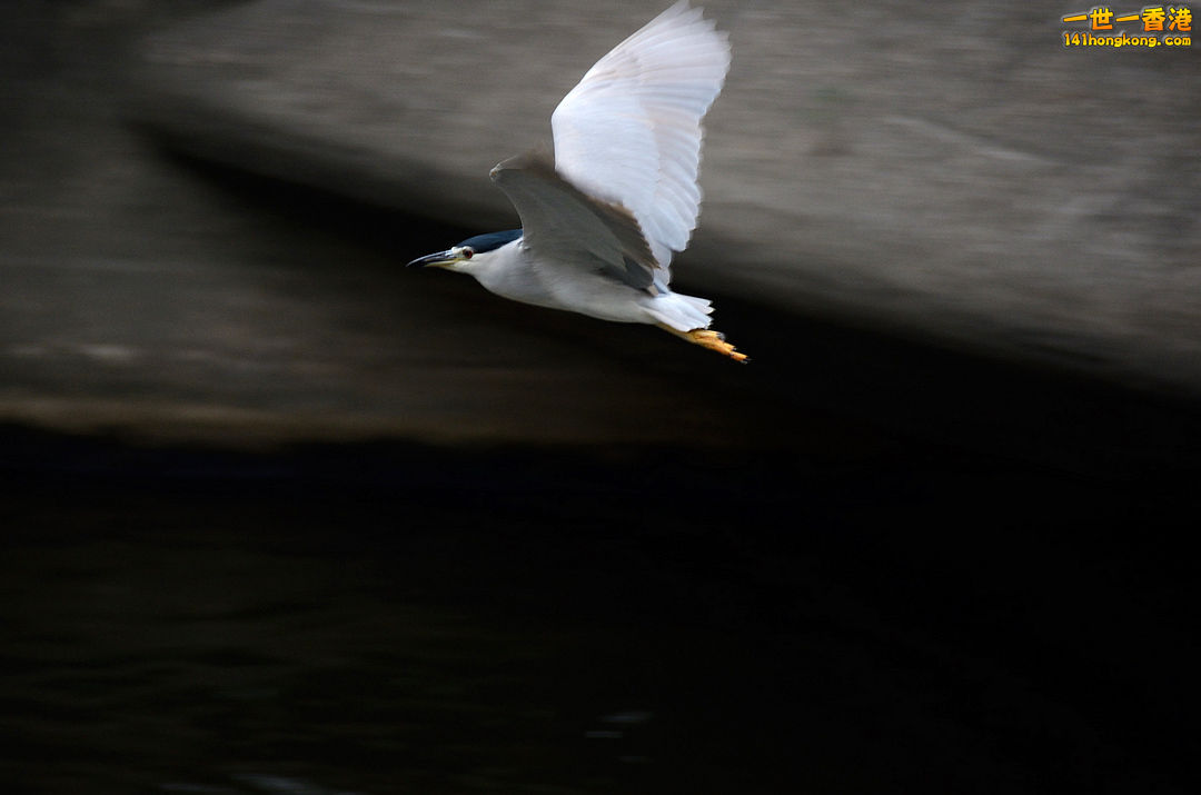 nEO_IMG_DSC_5971.jpg