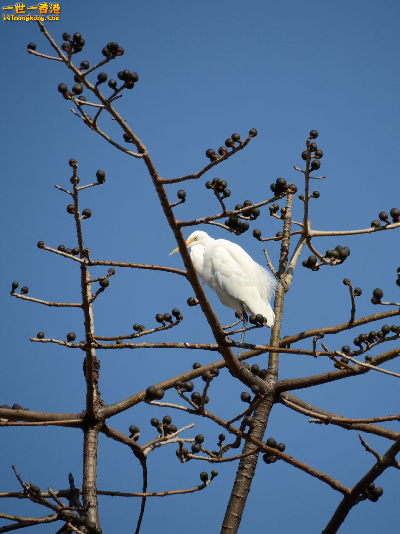 nEO_IMG_DSC_6196.jpg