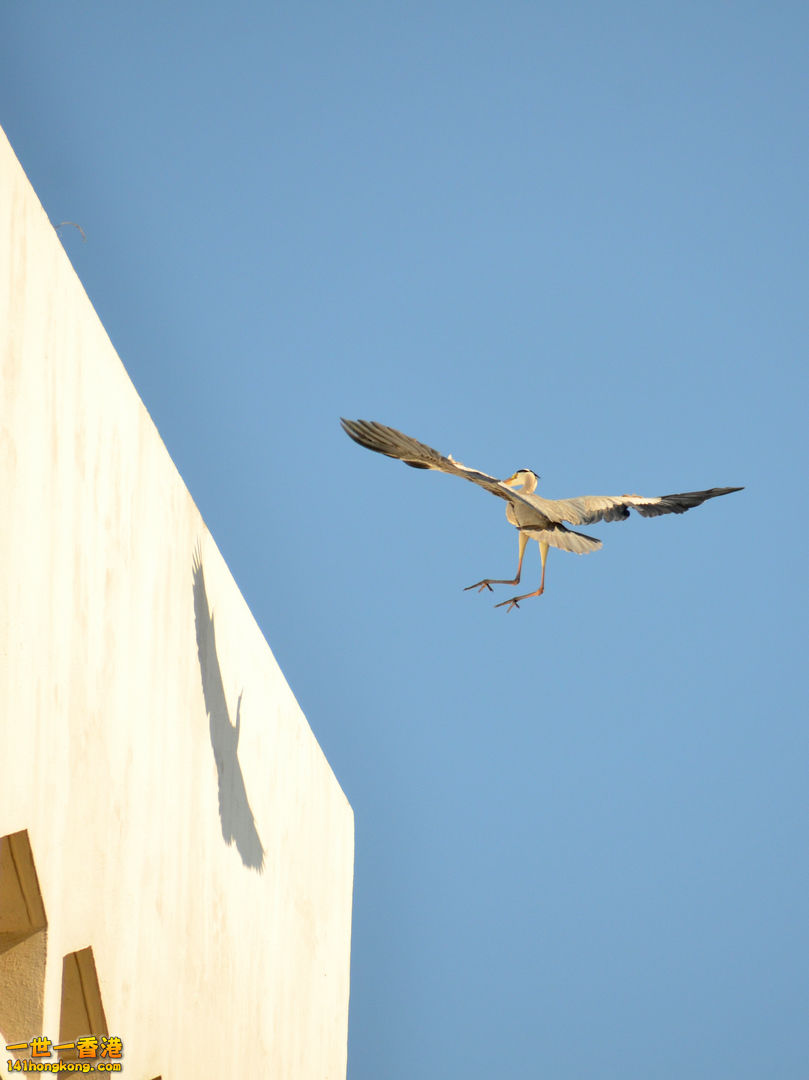 nEO_IMG_DSC_6293.jpg