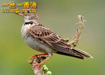 Melanocorypha bimaculata.jpg