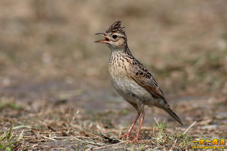 小雲雀0.jpg