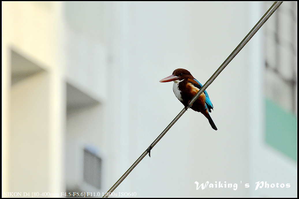 DSC_5061.jpg