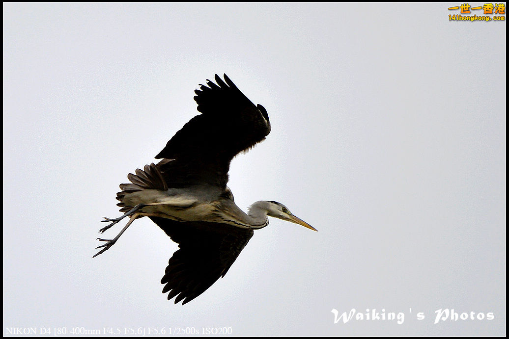 DSC_4394.jpg