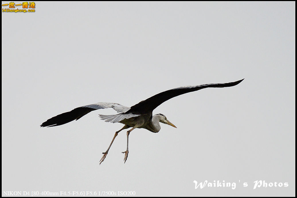 DSC_4398.jpg