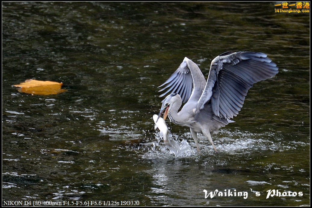 DSC_4457.jpg