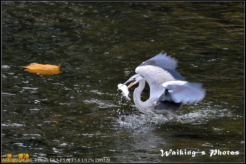 DSC_4458.jpg