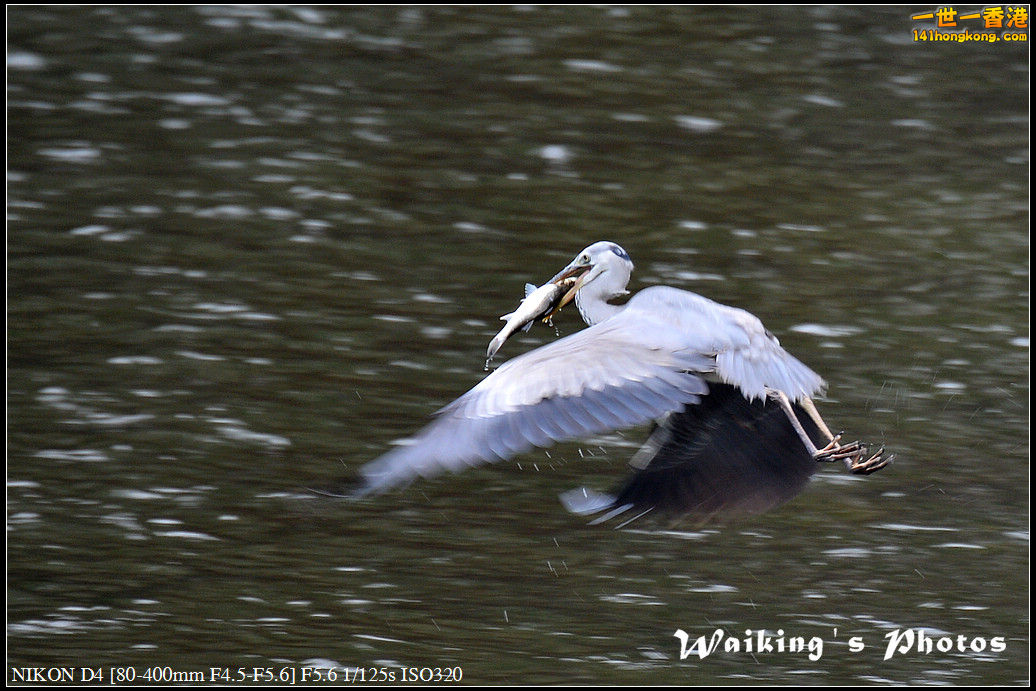 DSC_4463.jpg