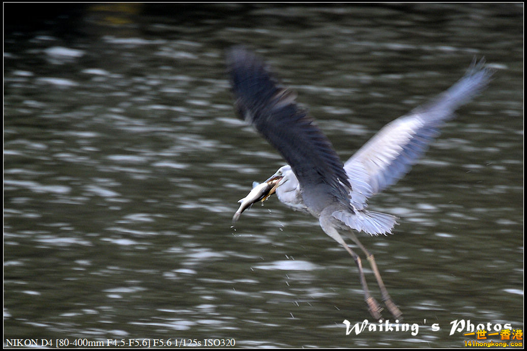DSC_4465.jpg