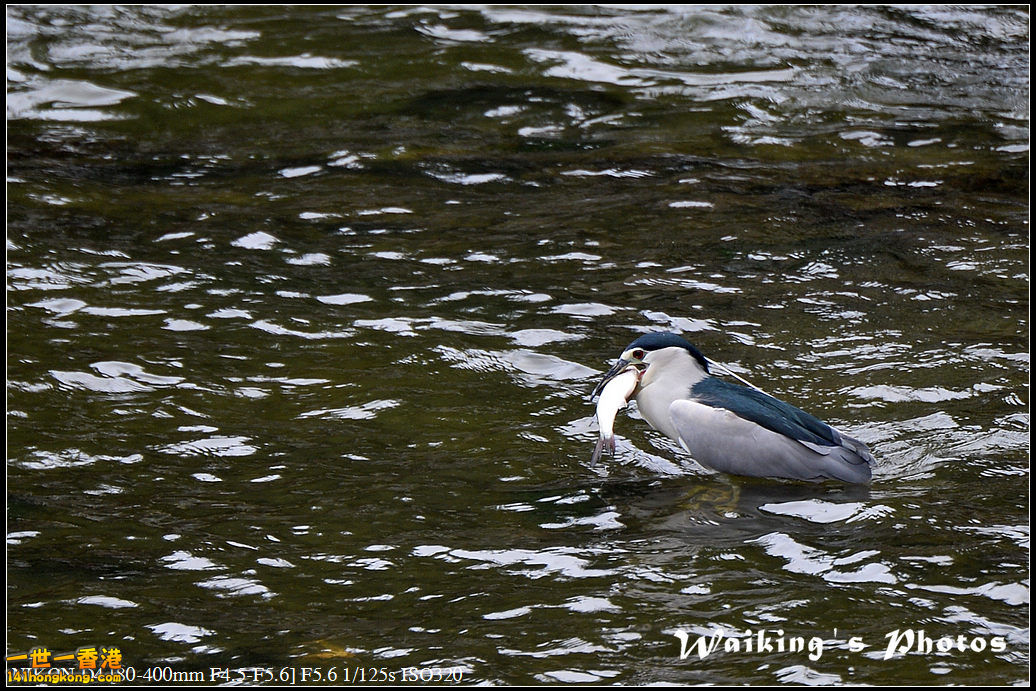 DSC_4536.jpg