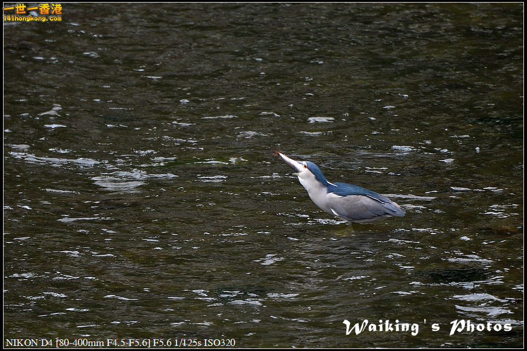 DSC_4608.jpg