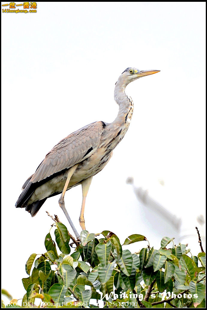 DSC_4713.jpg