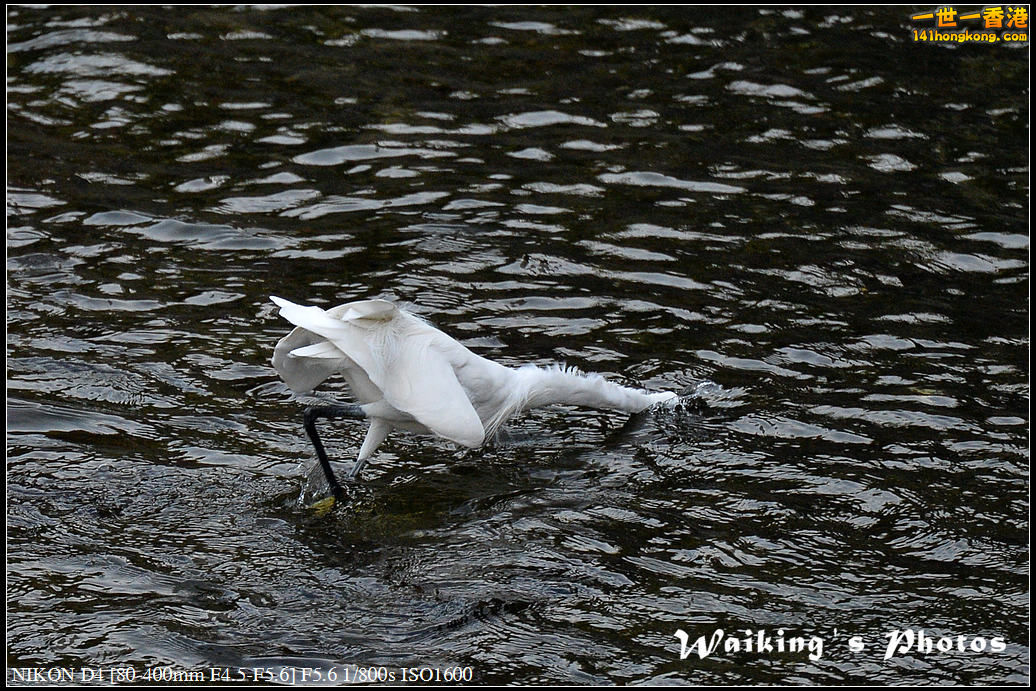DSC_5523.jpg