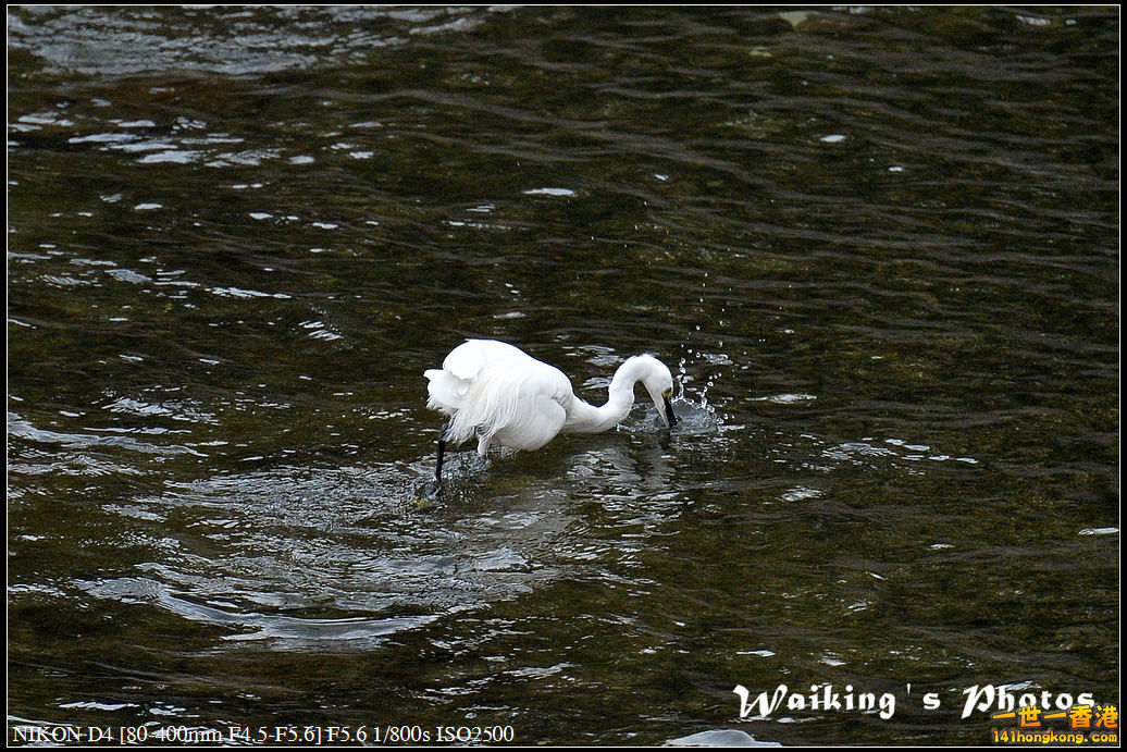 DSC_5555.jpg