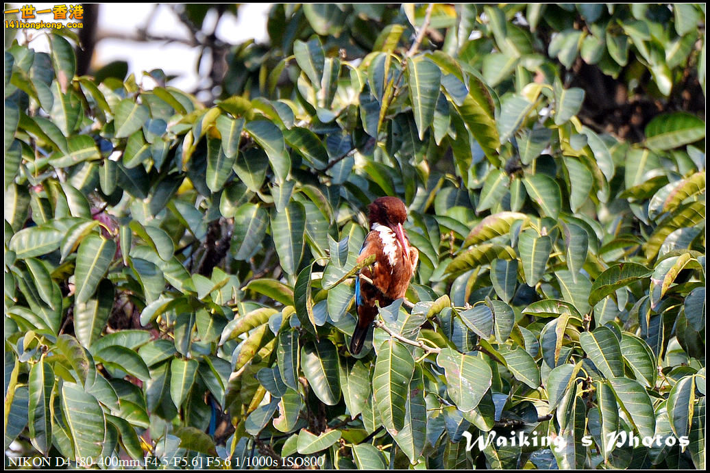 DSC_4806.jpg