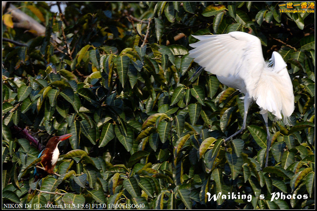 DSC_4929.jpg