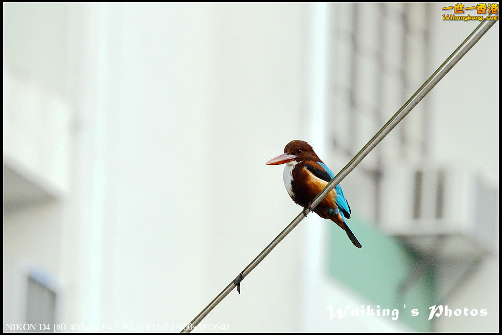 DSC_4980.jpg