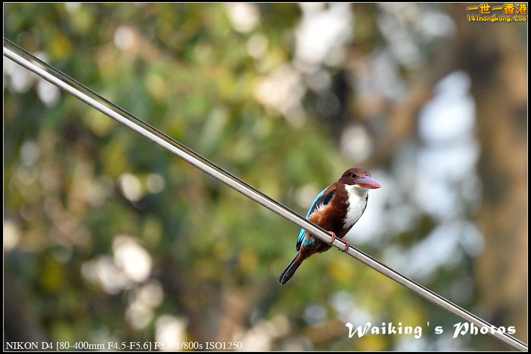 DSC_5275.jpg