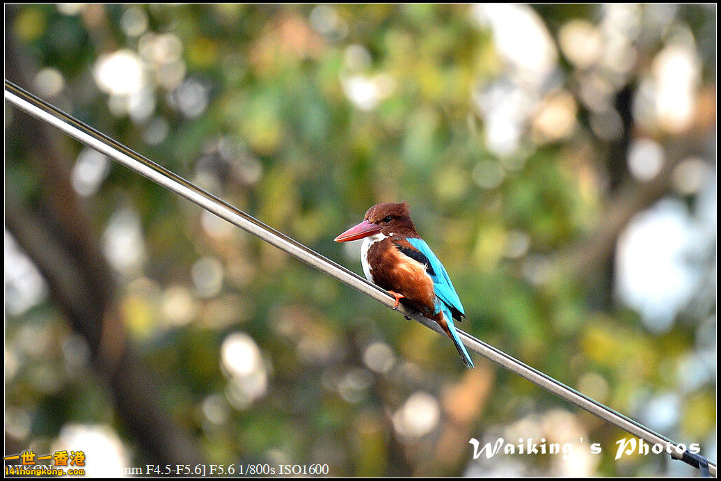 DSC_5310.jpg