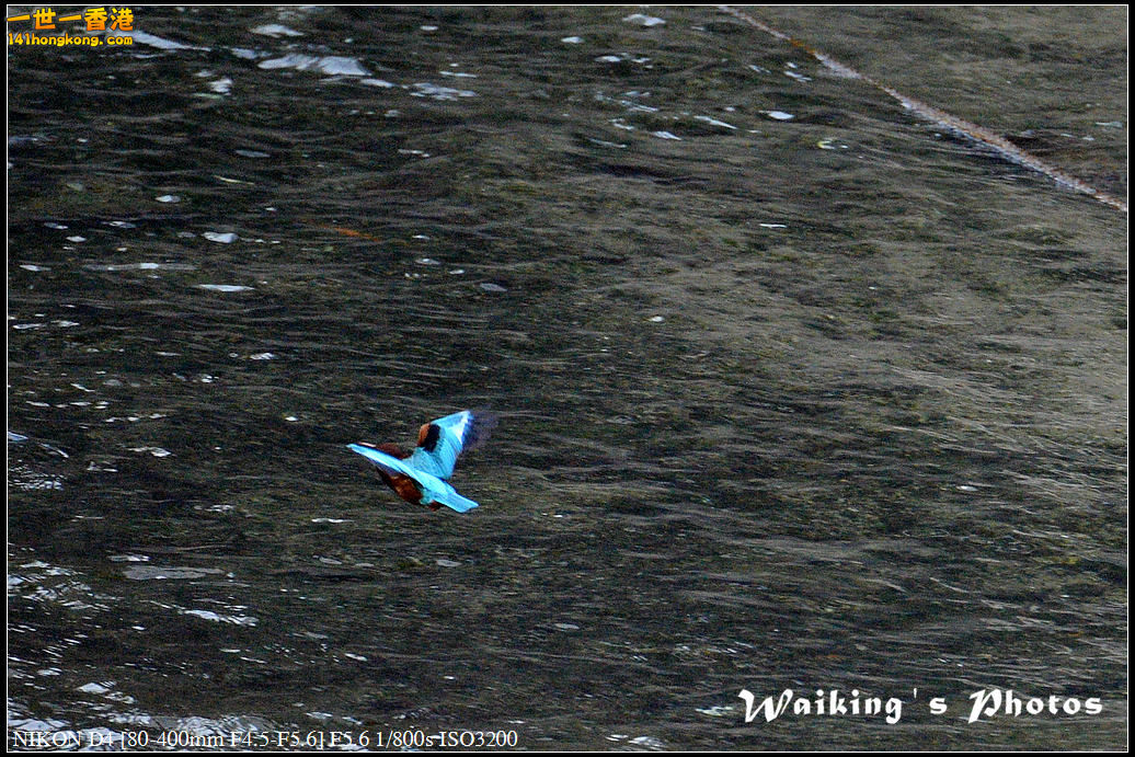 DSC_5455.jpg