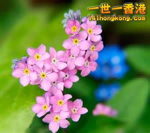 Forget me not - rare color.jpg