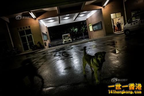 厚街三沌治安队，门口登记处站着几个协警，穿着制服。时不时有亮着警灯的车从大院里开出来，消失在夜色中。