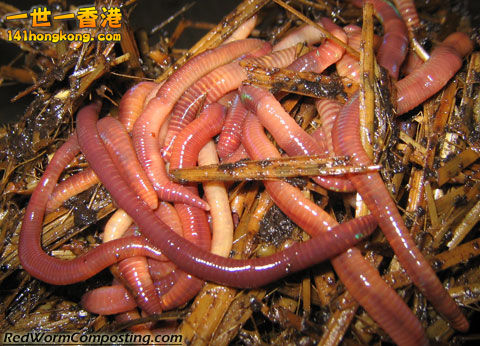 buy-red-worms.jpeg