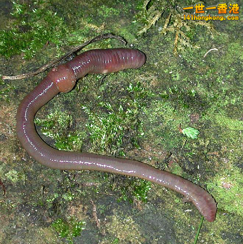 500px-Regenwurm1.jpeg