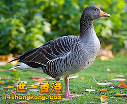 Anser anser.jpg