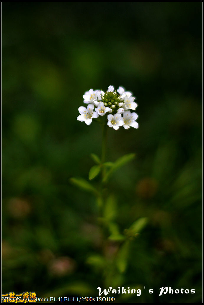 DSC_2103.jpg