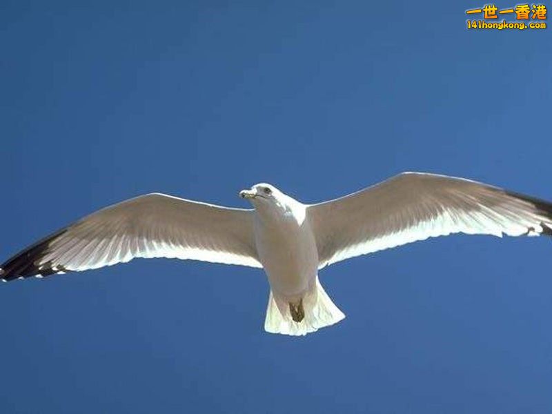 信天翁.jpg