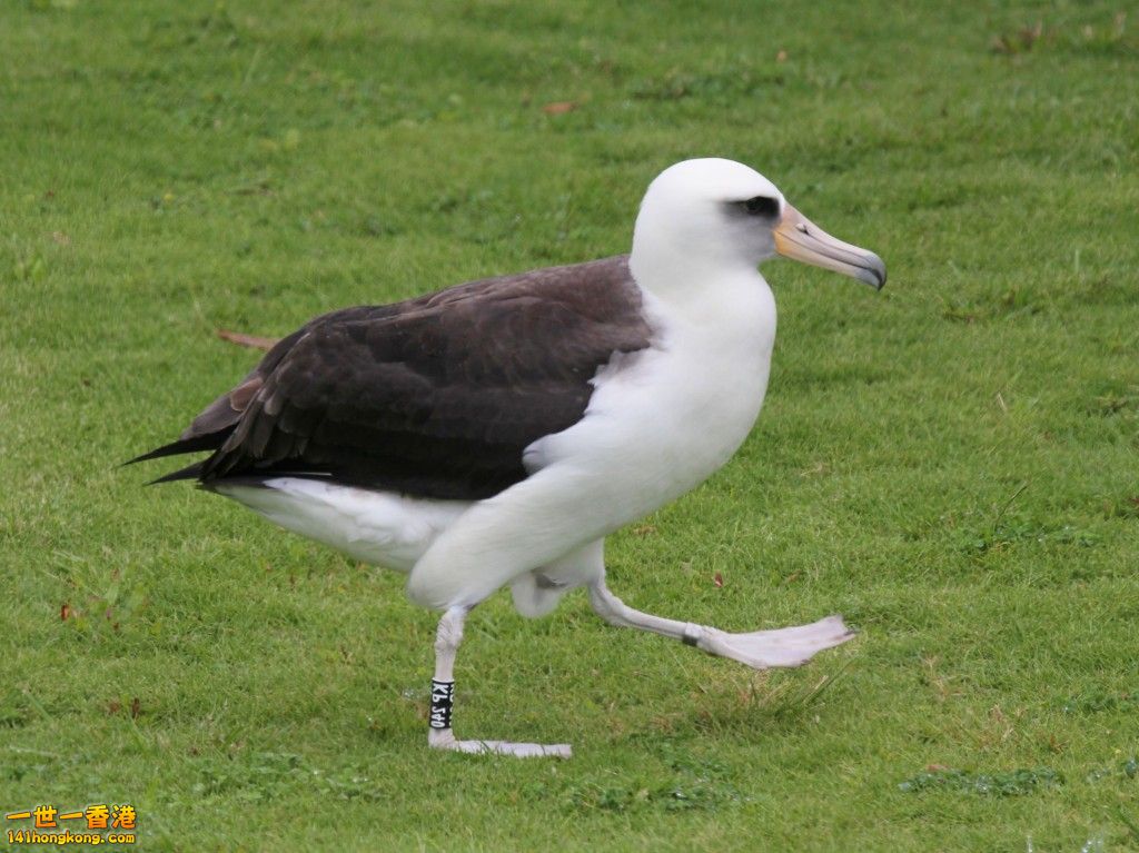 Albatross1~1.jpg