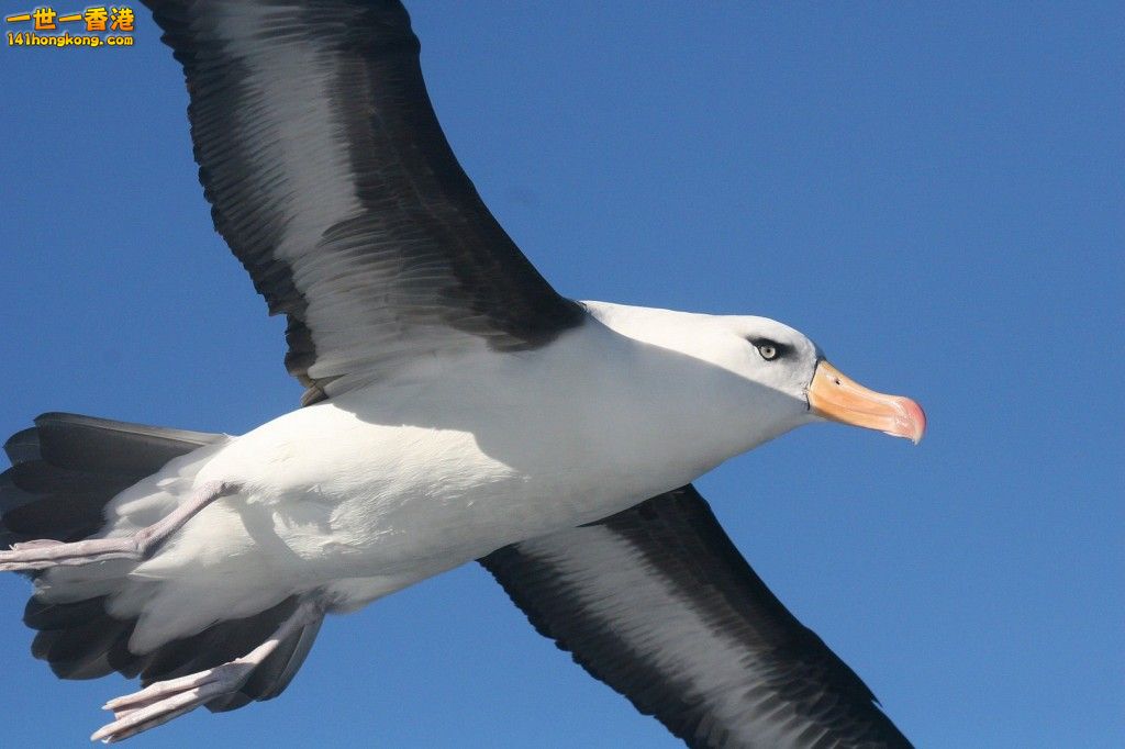 Albatross3~1.jpg