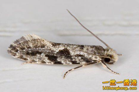 衣蛾3.jpg