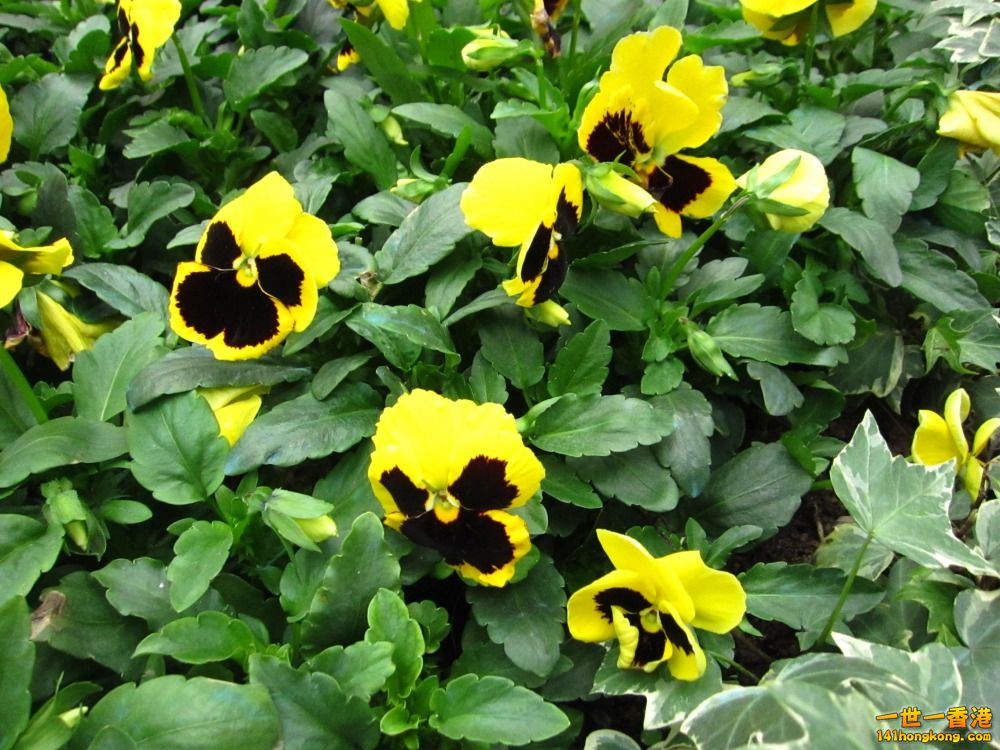 黃色三色堇 (6).jpg