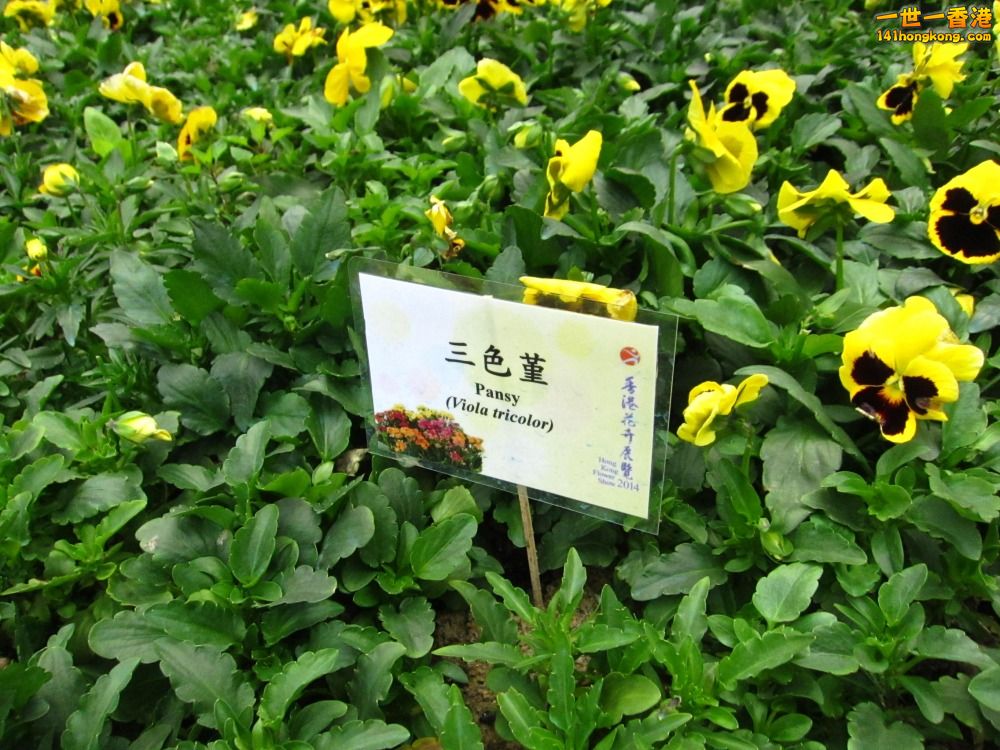 黃色三色堇 (7).jpg