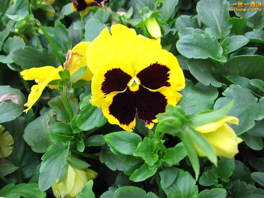 黃色三色堇 (1).jpg