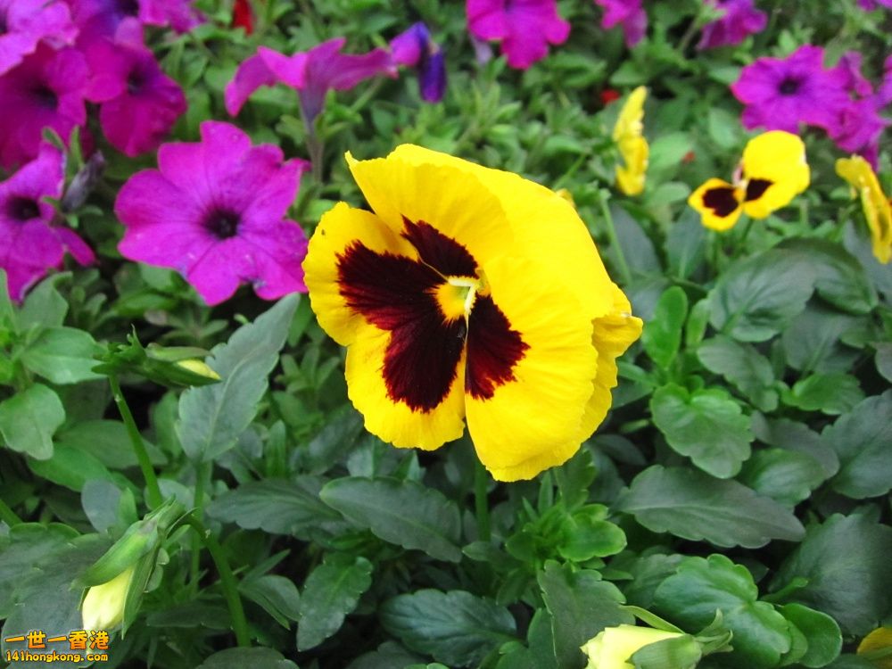 黃色三色堇 (2).jpg